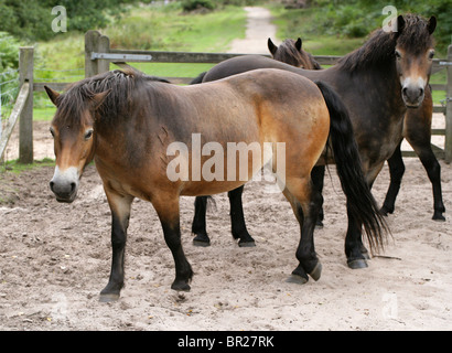 Poneys Exmoor, Rammamere Heath SSSI, Bedfordshire. Rares, en voie de disparition race de cheval, Equus ferus caballus, équidés. Banque D'Images