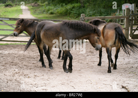 Poneys Exmoor, Rammamere Heath SSSI, Bedfordshire. Rares, en voie de disparition race de cheval, Equus ferus caballus, équidés. Banque D'Images