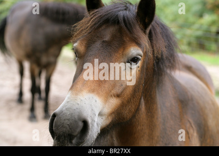 Poneys Exmoor, Rammamere Heath SSSI, Bedfordshire. Rares, en voie de disparition race de cheval, Equus ferus caballus, équidés. Banque D'Images