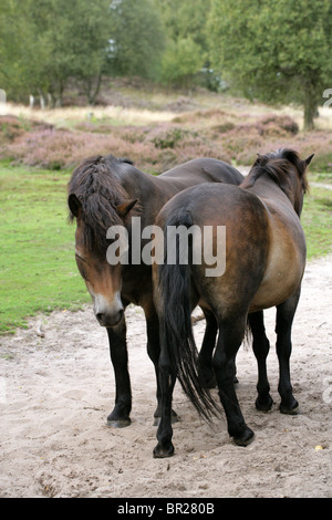 Poneys Exmoor, Rammamere Heath SSSI, Bedfordshire. Rares, en voie de disparition race de cheval, Equus ferus caballus, équidés. Banque D'Images