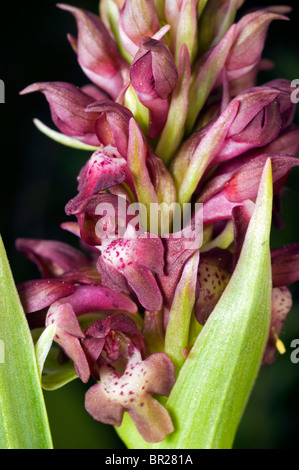 Wild Orchid Anacamptis coriophora Kastamonu Turquie Banque D'Images