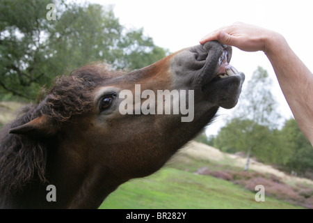 Poney Exmoor, Rammamere Heath SSSI, Bedfordshire. Rares, en voie de disparition race de cheval, Equus ferus caballus, équidés. Banque D'Images