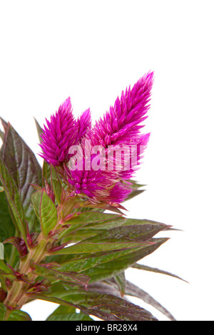 Celosia Venezuela rose plante en libre isolé sur fond blanc Banque D'Images