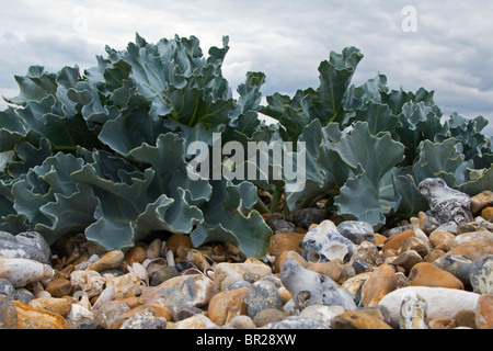 Chou kale Crambe maritima mer sur une plage de Sussex Banque D'Images