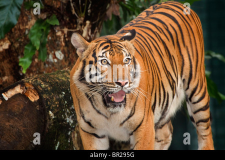 Tigre de Malaisie, a récemment identifié un sous-espèces de tigre, l'on trouve uniquement dans la péninsule de Malaisie et Thaïlande. Banque D'Images