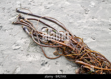 Bull kelp Nereocystis luetkeana, Banque D'Images