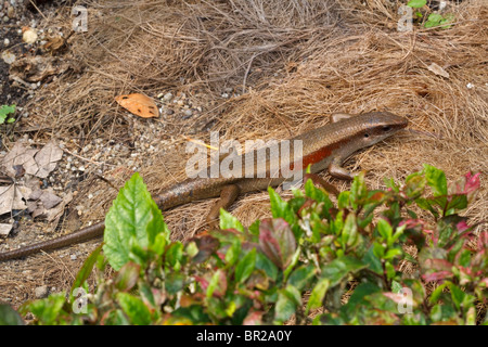 Bien commun, scinque Eutropis multifasciata Banque D'Images