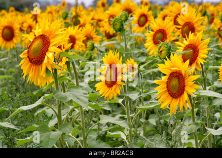 Tournesols tournent leurs têtes vers le soleil sur une ferme dans le comté de Prince Edward, en Ontario, Canada Banque D'Images