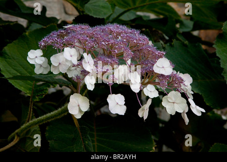 Arbuste à fleurs, l'Hydrangea aspera ( = H. villosa) Banque D'Images