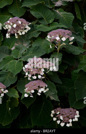 Arbuste à fleurs, l'Hydrangea aspera ( = H. villosa) Banque D'Images