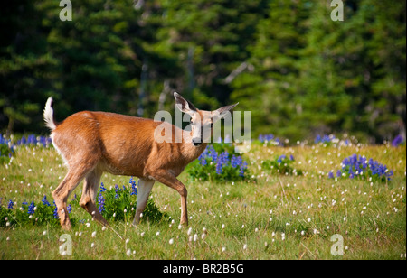 Les cerfs à queue noire, l'Ouragan Ridge, Olympic National Park, Washington. Banque D'Images