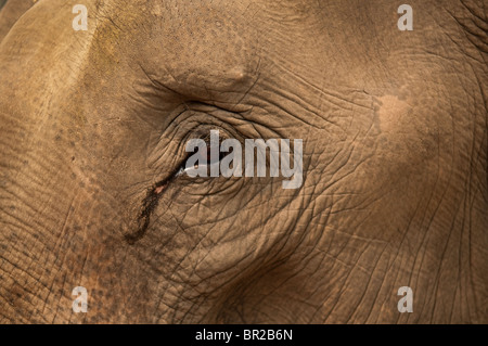 Close-up de l'oeil et de la peau de l'éléphant à ferme des éléphants Patara ; Chiang Mai, Thaïlande. Banque D'Images