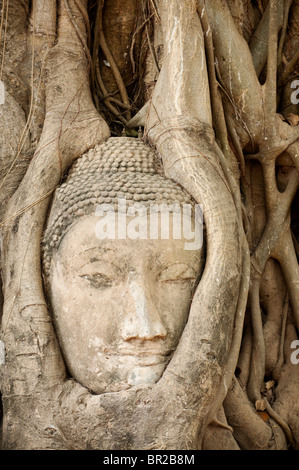 Tête de Bouddha en pierre intégrées dans des racines d'arbre Bodhi à Wat Mahathat temple bouddhiste ruines, Ayutthaya, Thaïlande. Banque D'Images