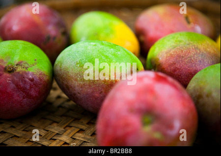 La mangue pour la vente à un marché en plein air à Maui, Hawaii Banque D'Images