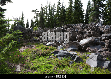 Les fleurs sauvages d'été avec lave le long de la Pacific Crest Trail, Mont Adams Wilderness, Gifford Pinchot National Forest - Washin Banque D'Images