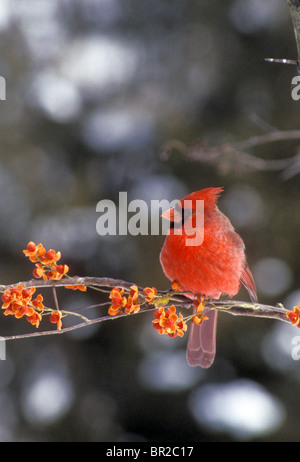 Mâles du cardinal, Cardinal cardinalis, semble sourire perché sur une branche avec des baies, C. scandens Banque D'Images