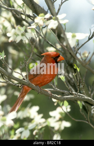 Le cardinal rouge mâle (Cardinalis cardinalis) perché sur une branche du blanc cornouiller fleuri (Cornus florida) Banque D'Images