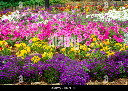 Jardin en fleurs lumineuses de lobelia, Pétunias, et pensées pour un choc de couleur pour accueillir le printemps Banque D'Images