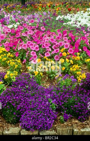 Jardin en fleurs lumineuses de lobelia, Pétunias, et pensées pour un choc de couleur pour accueillir le printemps Banque D'Images