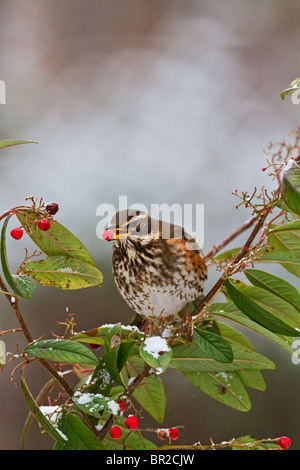 Redwing ( Tutdus iliacus ) se nourrissent de baies cotoneaster Banque D'Images