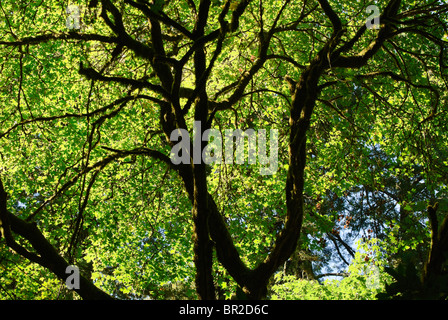 Les arbres en contre-jour avec la lumière du soleil en Californie. Banque D'Images