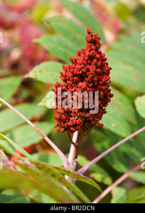 Fruits vinaigrier (Rhus typhina) libre - New York USA Banque D'Images