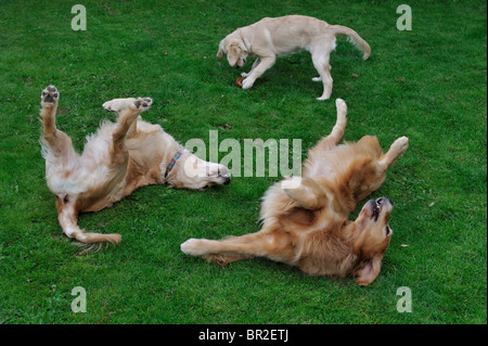 Trois golden retriever, un chiot et deux adultes, jouer dans un jardin. Banque D'Images