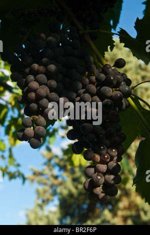 La maturation des raisins sur la vigne à Tavernelle près de Pérouse en Ombrie Italie Banque D'Images