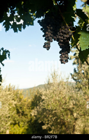 La maturation des raisins sur la vigne à Tavernelle près de Pérouse en Ombrie Italie Banque D'Images