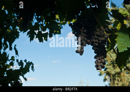 La maturation des raisins sur la vigne à Tavernelle près de Pérouse en Ombrie Italie Banque D'Images