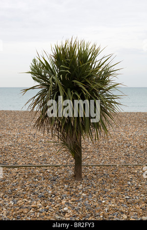Arbre isolé sur la plage de Brighton, Angleterre, Royaume-Uni Banque D'Images