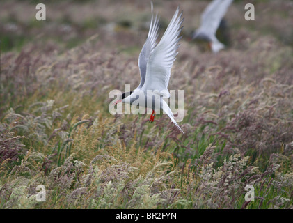 Des profils sterne arctique (Sterna paradisaea) voler sur l'Iles Farne, Northumberland, Angleterre. Banque D'Images