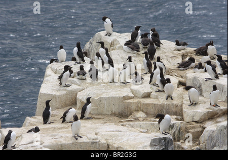 Colonie de guillemots (Uria aalge) sur l'Iles Farne, Northumberland, Angleterre. Banque D'Images