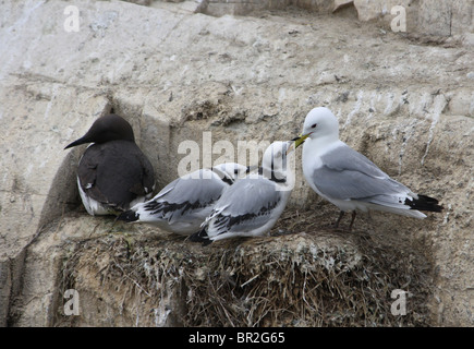 L'imbrication des mouettes tridactyles (Rissa tridactyla) avec un petit mendiant de la nourriture de l'oiseau parent. Iles Farne, Northumberland, Angleterre. Banque D'Images