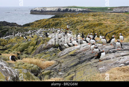 Les Macareux moines réunis sur les rochers (Fratercula arctica) dans les Iles Farne, Northumberland, Angleterre. Banque D'Images