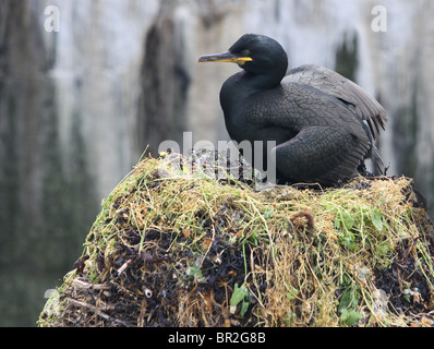 Shag (Phalacrocorax aristotelis) sur l'Iles Farne. Quelques cormorans huppés sont content avec quelques bâtons sur les rochers, pas de celui-là. Banque D'Images