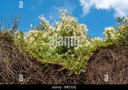 Fallopia baldschuanica russe vine / La montée au dessus de haies mortes - France. Banque D'Images