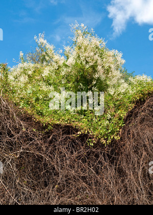 Fallopia baldschuanica russe vine / La montée au dessus de haies mortes - France. Banque D'Images