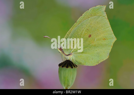 (Gonepteryx cleopatra Cleopatra butterfly) sur une capsule de pavot au printemps - Vaucluse - Provence - France Banque D'Images