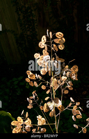 L'honnêteté Lunaria annua biennale de la gousse Banque D'Images