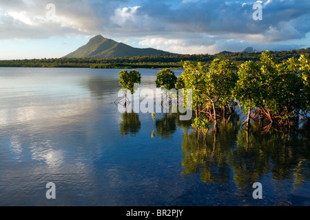 Les jeunes plantes de la Mangrove avec les racines exposées au coucher du soleil, l'Ile Maurice, de l'Océan Indien Banque D'Images