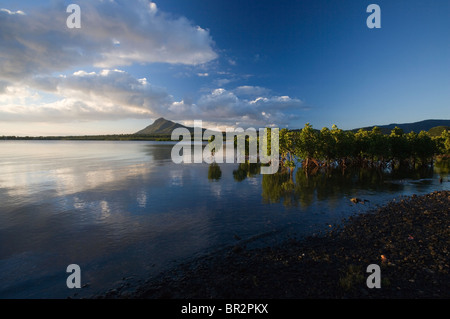 Les jeunes plantes de la Mangrove avec les racines exposées au coucher du soleil, l'Ile Maurice, de l'Océan Indien Banque D'Images