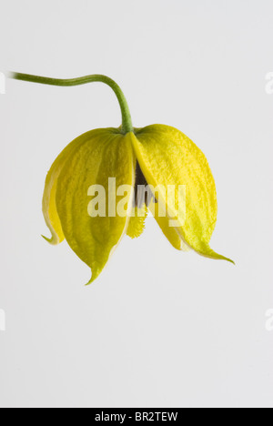 Clematis orientalis 'Bill MacKenzie' Banque D'Images