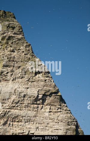 Noup de Noss Noss, falaises colonie de fou de bassan, Shetland, Écosse Banque D'Images