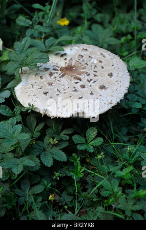 Les champignons, shaggy coulemelle Macrolepiota rhacodes Banque D'Images