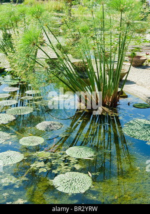 De nénuphars et de roseaux le jardin de Monet à Giverny France Banque D'Images