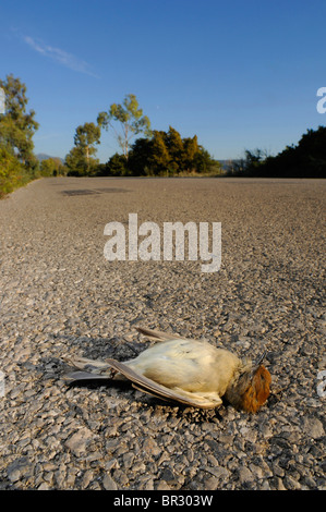 Blackcap (Sylvia atricapilla), roadkill, Grèce, Péloponnèse, Messinien Banque D'Images