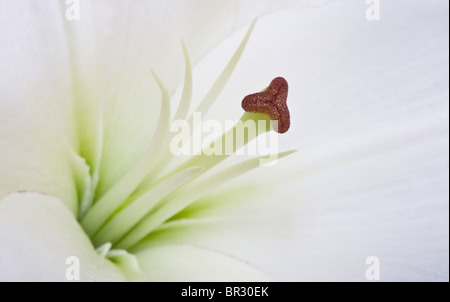 Le centre d'une lily montrant les stigmates et les étamines de la fleur Banque D'Images