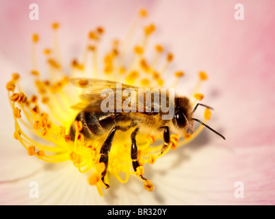 Abeille de la collecte du pollen d'une fleur rose briar Banque D'Images