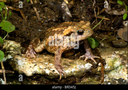 Crapaud commun (Bufo bufo spinosus), juvénile, Grèce, Péloponnèse, Messinien Banque D'Images